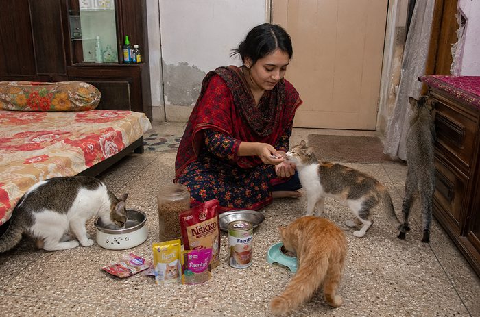 Cat parent with cats